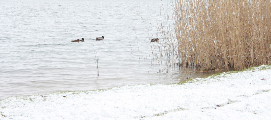 Scharmützelsee im Winter